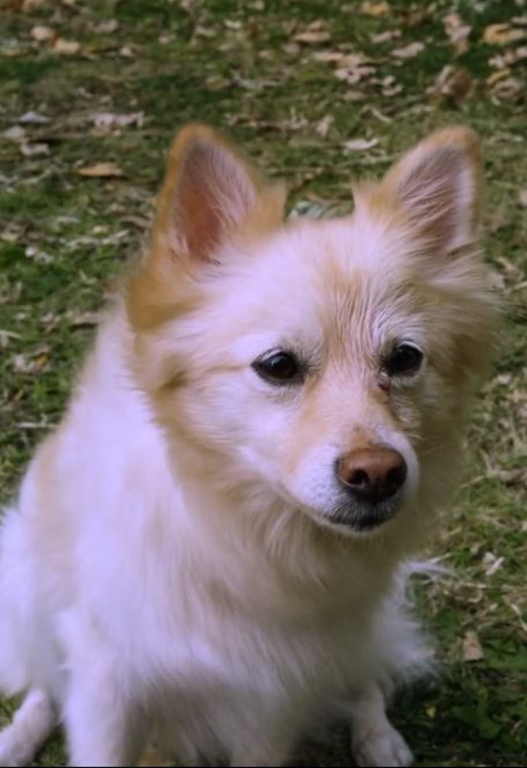 Puppy Swap: Love Unleashed